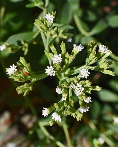 Stevia Pflanze Blüten